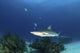 Caribbean Reef Shark Grand Wall Decal