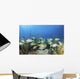 School Fish Grand Bahama Wall Decal