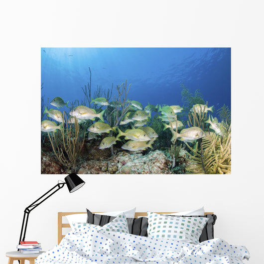 School Fish Grand Bahama Wall Decal