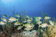 School Fish Grand Bahama Wall Decal