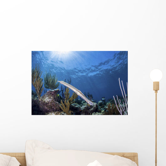 Trumpetfish Portrait Grand Bahama Wall Decal