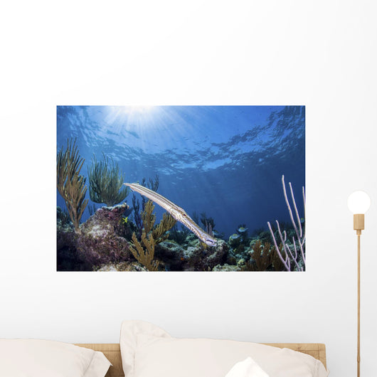 Trumpetfish Portrait Grand Bahama Wall Decal