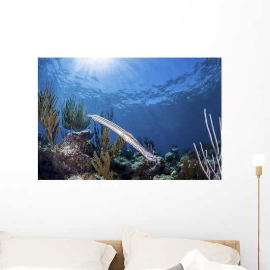 Trumpetfish Portrait Grand Bahama Wall Decal