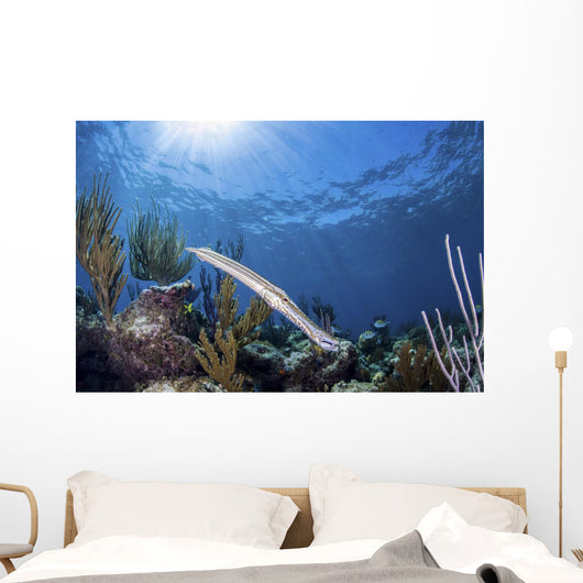 Trumpetfish Portrait Grand Bahama Wall Decal