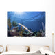 Trumpetfish Portrait Grand Bahama Wall Decal