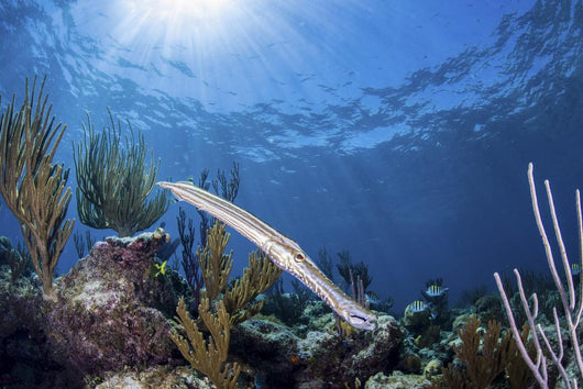 Trumpetfish Portrait Grand Bahama Wall Decal