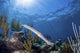 Trumpetfish Portrait Grand Bahama Wall Decal