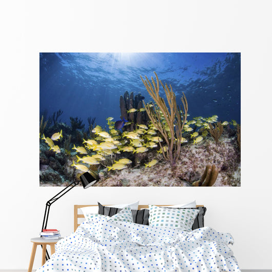 Fish Schooling over Caribbean Wall Decal