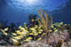 Fish Schooling over Caribbean Wall Decal