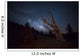 Large Bristlecone Pine Patriarch Wall Decal