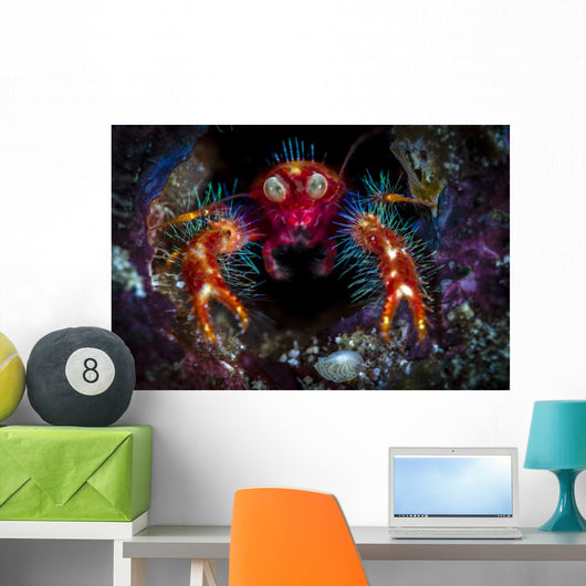 Olivar's Squat Lobster Peaking Wall Decal