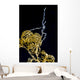 Sea Spider Anilao Philippines Wall Decal