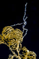 Sea Spider Anilao Philippines Wall Decal