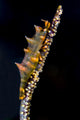 Dragon Shrimp Whip Coral Wall Decal
