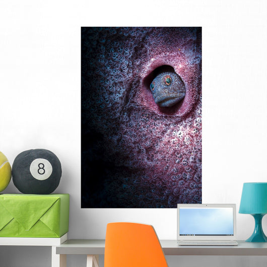 Unknown Blenny inside Barrel Wall Decal