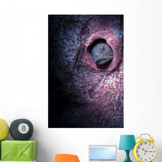 Unknown Blenny inside Barrel Wall Decal