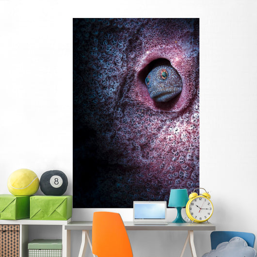 Unknown Blenny inside Barrel Wall Decal
