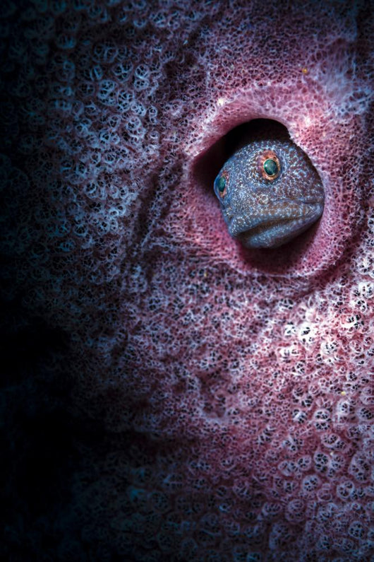 Unknown Blenny inside Barrel Wall Decal