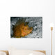 Weedy Scorpionfish Rhinopias Frondosa Wall Decal