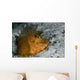 Weedy Scorpionfish Rhinopias Frondosa Wall Decal