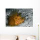 Weedy Scorpionfish Rhinopias Frondosa Wall Decal