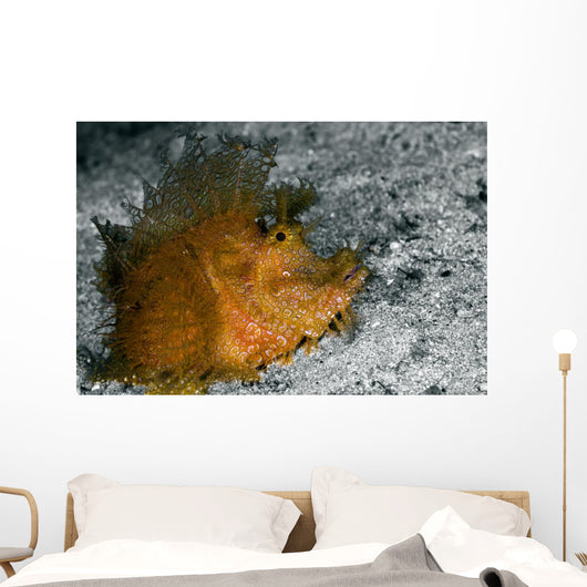 Weedy Scorpionfish Rhinopias Frondosa Wall Decal