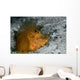 Weedy Scorpionfish Rhinopias Frondosa Wall Decal