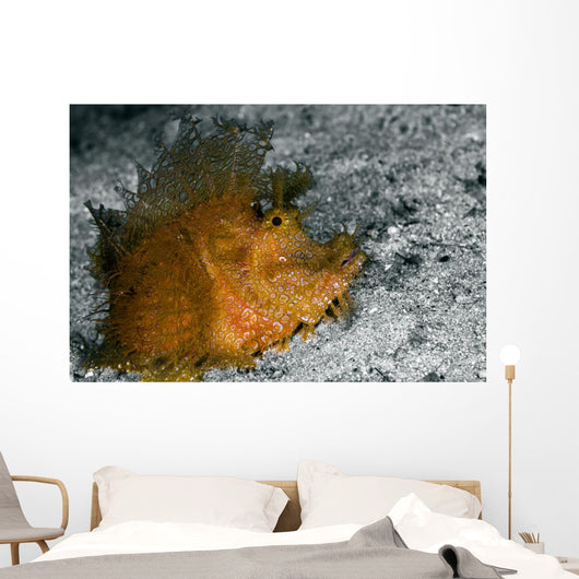 Weedy Scorpionfish Rhinopias Frondosa Wall Decal