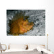 Weedy Scorpionfish Rhinopias Frondosa Wall Decal