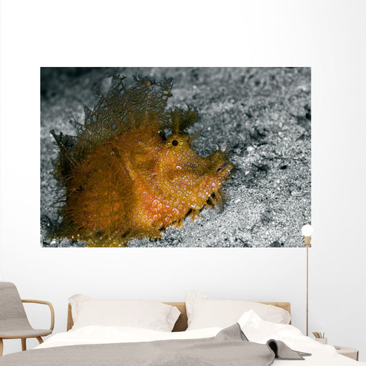 Weedy Scorpionfish Rhinopias Frondosa Wall Decal