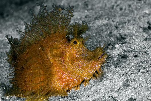 Weedy Scorpionfish Rhinopias Frondosa Wall Decal