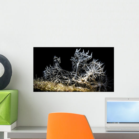Snoot Shot Melibe Colemani Wall Decal