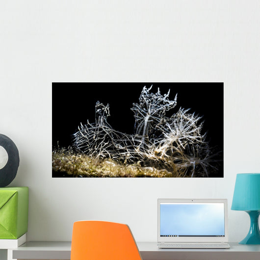 Snoot Shot Melibe Colemani Wall Decal