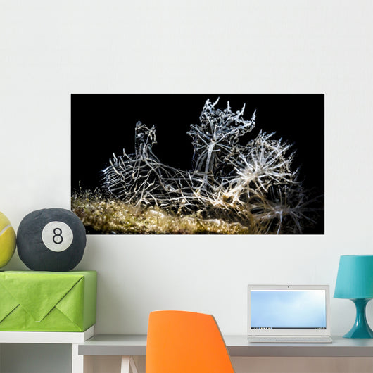 Snoot Shot Melibe Colemani Wall Decal
