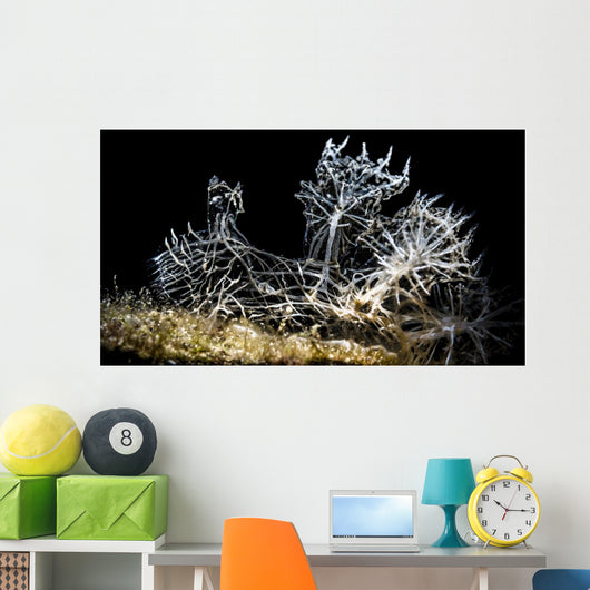Snoot Shot Melibe Colemani Wall Decal