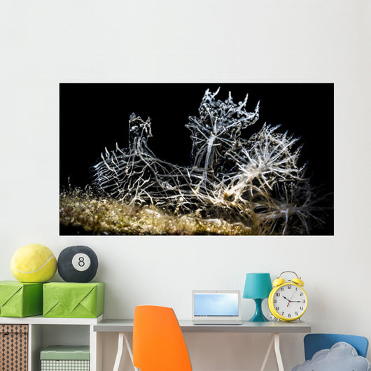 Snoot Shot Melibe Colemani Wall Decal