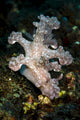 Allen's Ceratosoma Anilao Philippines Vertical Wall Decal