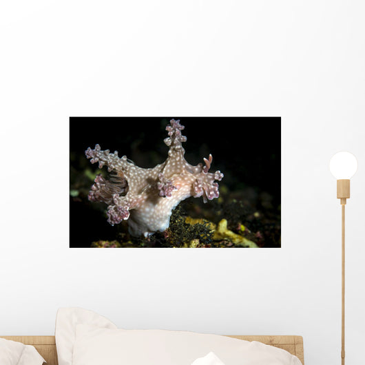 Allen's Ceratosoma Anilao Philippines Wall Decal
