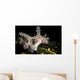 Allen's Ceratosoma Anilao Philippines Wall Decal