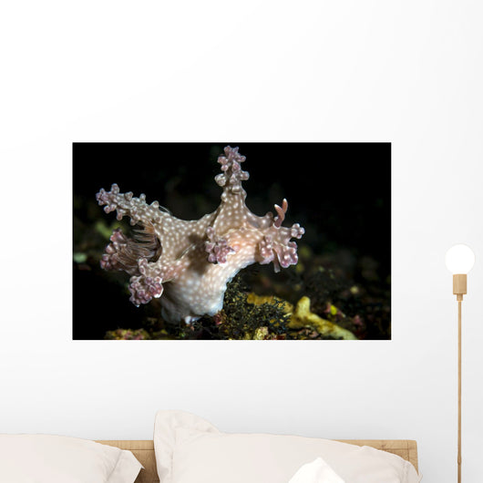 Allen's Ceratosoma Anilao Philippines Wall Decal
