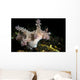 Allen's Ceratosoma Anilao Philippines Wall Decal
