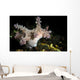 Allen's Ceratosoma Anilao Philippines Wall Decal