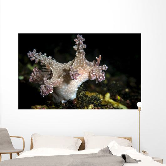 Allen's Ceratosoma Anilao Philippines Wall Decal