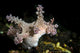 Allen's Ceratosoma Anilao Philippines Wall Decal
