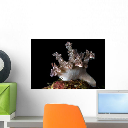 Allen's Ceratosoma Anilao Philippines Close-up Wall Decal
