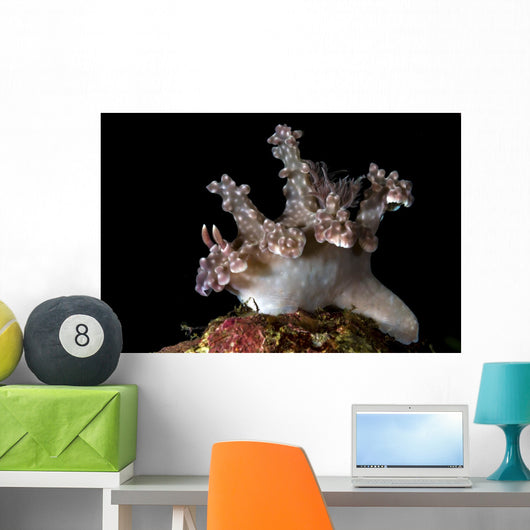 Allen's Ceratosoma Anilao Philippines Close-up Wall Decal