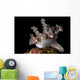 Allen's Ceratosoma Anilao Philippines Close-up Wall Decal