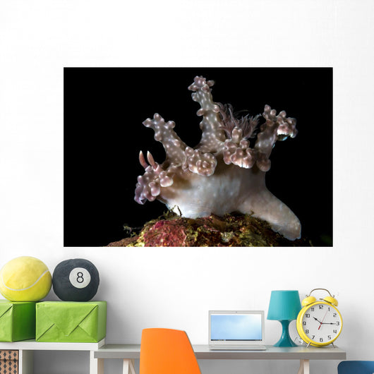 Allen's Ceratosoma Anilao Philippines Close-up Wall Decal