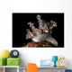Allen's Ceratosoma Anilao Philippines Close-up Wall Decal