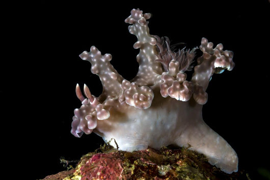 Allen's Ceratosoma Anilao Philippines Close-up Wall Decal
